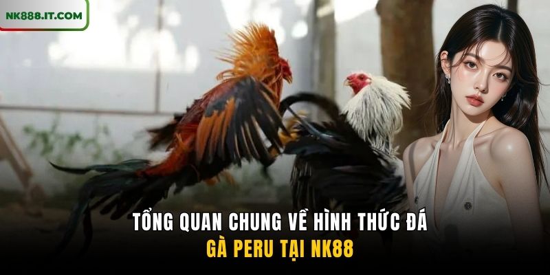 tong-quan-chung-ve-hinh-thuc-da-ga-peru-tai-nk88